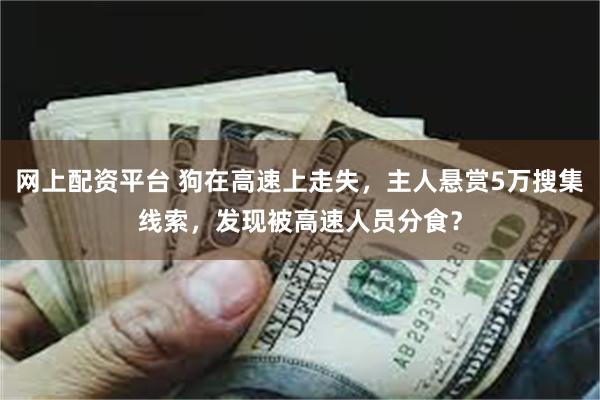 网上配资平台 狗在高速上走失，主人悬赏5万搜集线索，发现被高速人员分食？